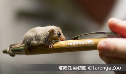 雪梨-塔隆加動物園